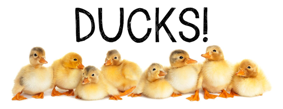 Duck themed activities